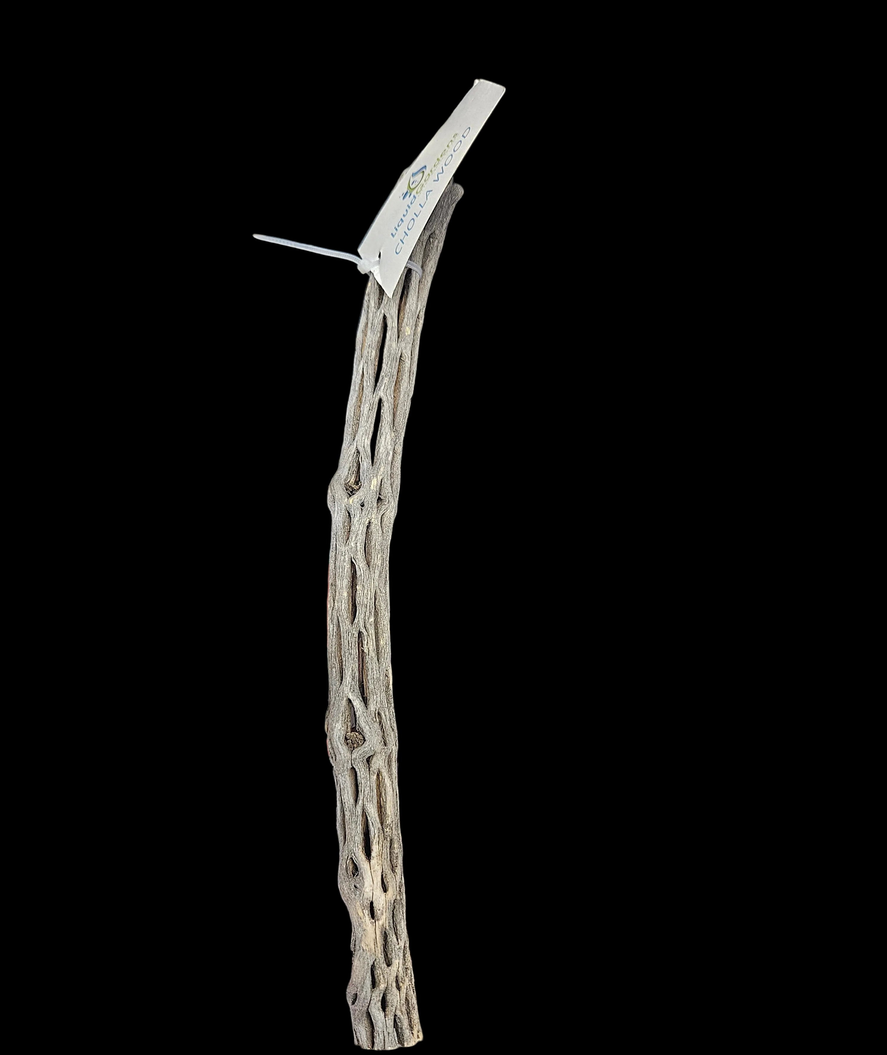 Cholla-Wood