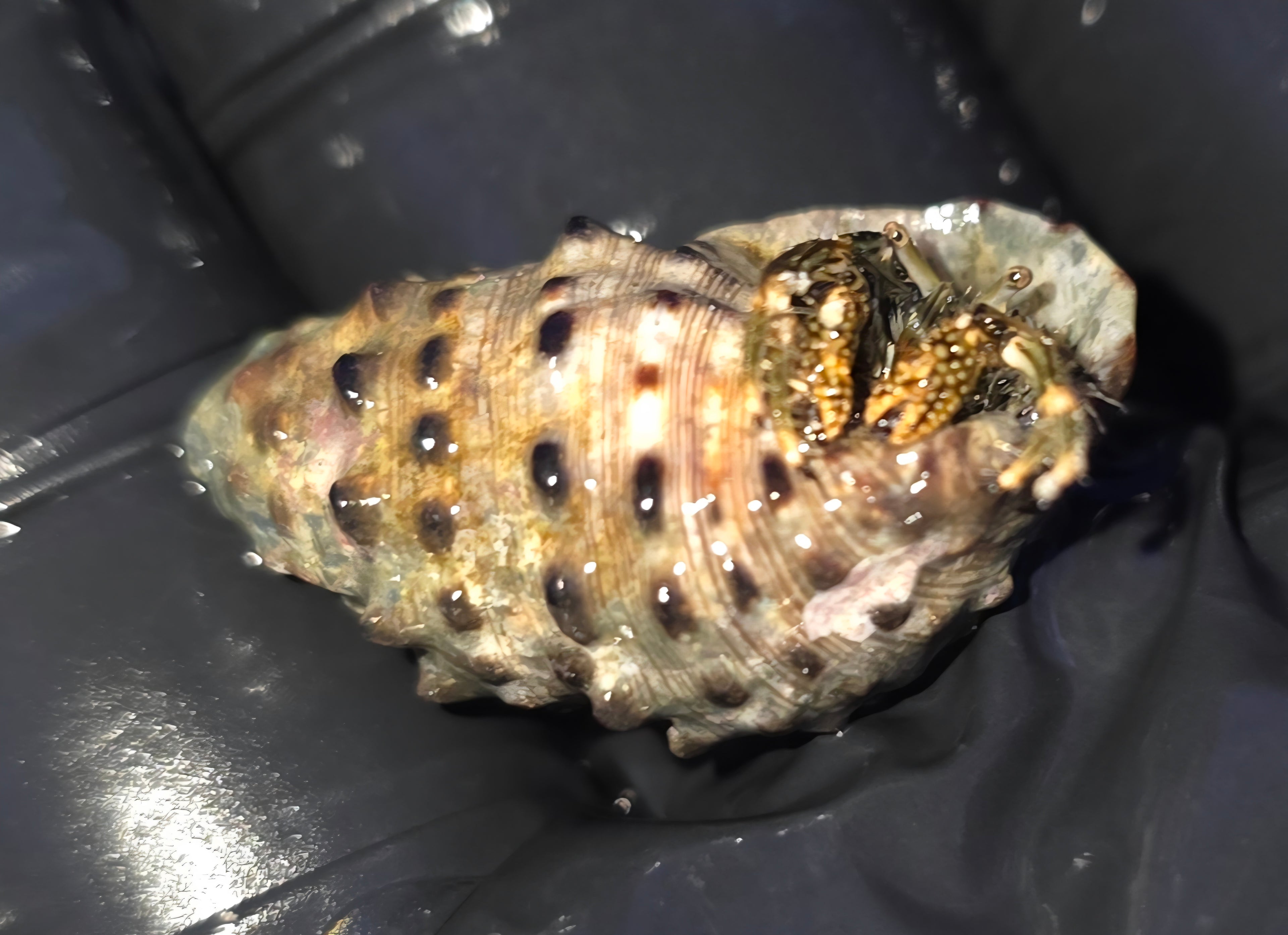 Yellow-Tip-Hermit