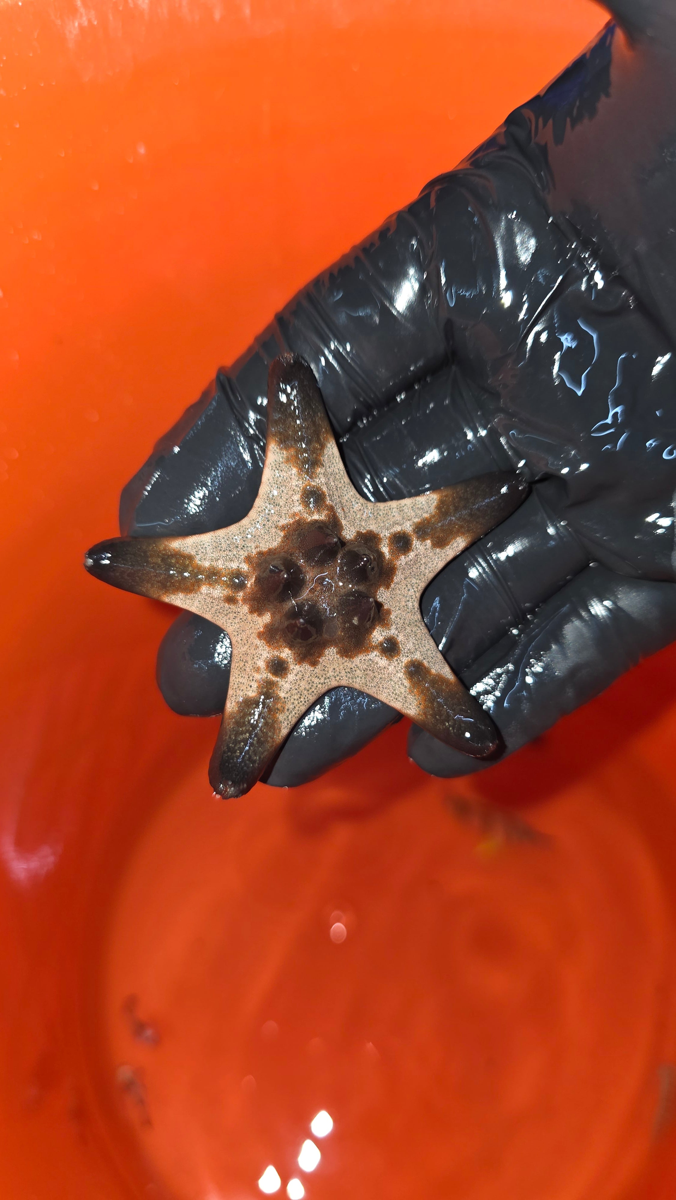 Chocolate-Chip-Starfish