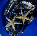 Sand-Sifting-Starfish