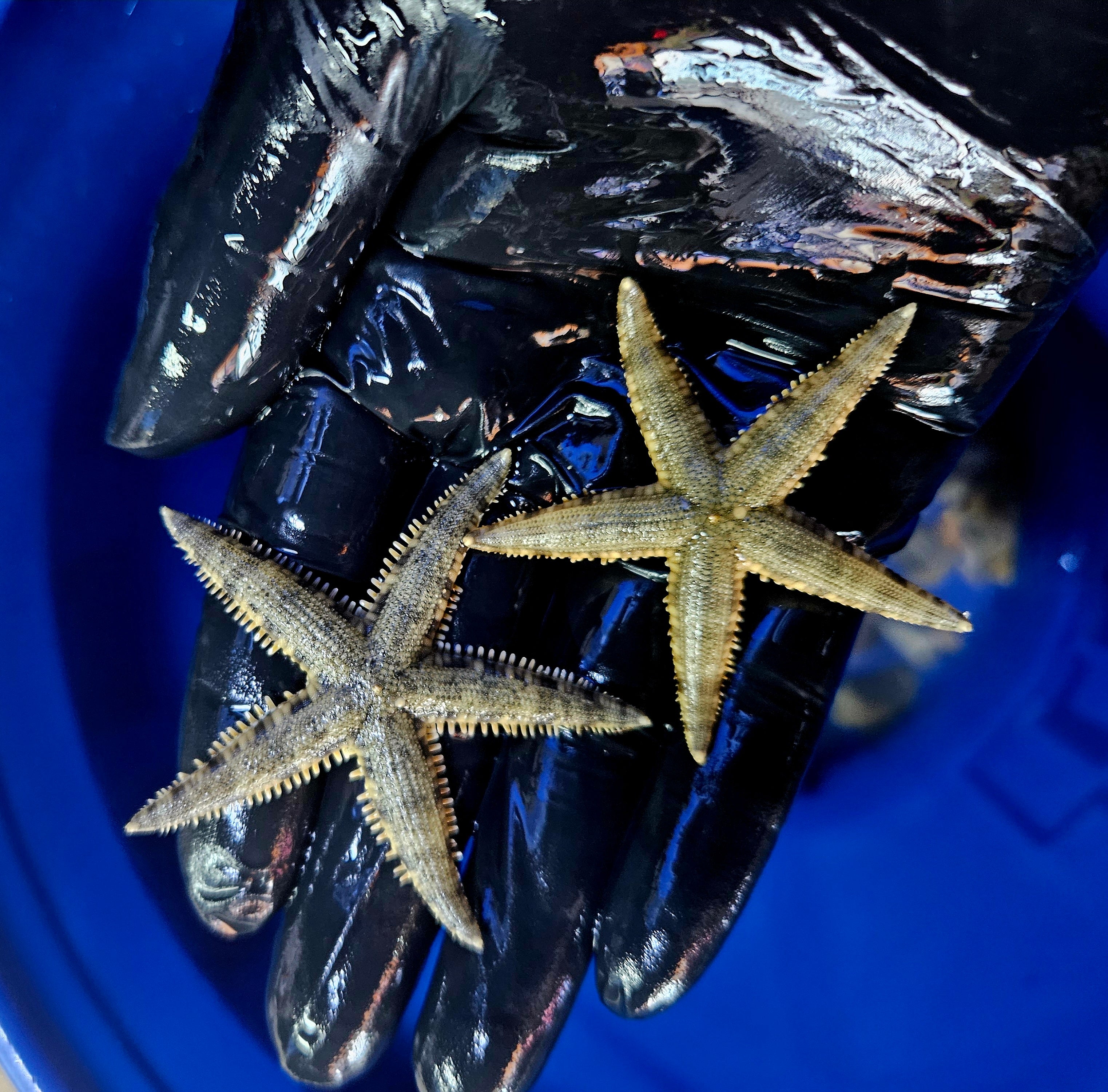 Sand-Sifting-Starfish