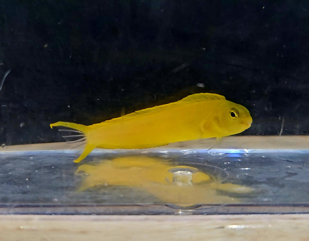 Canary Blenny