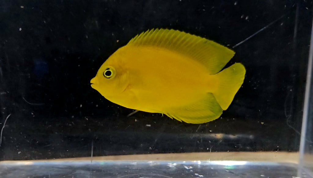 Yellow Angelfish