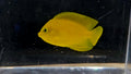 Yellow Angelfish
