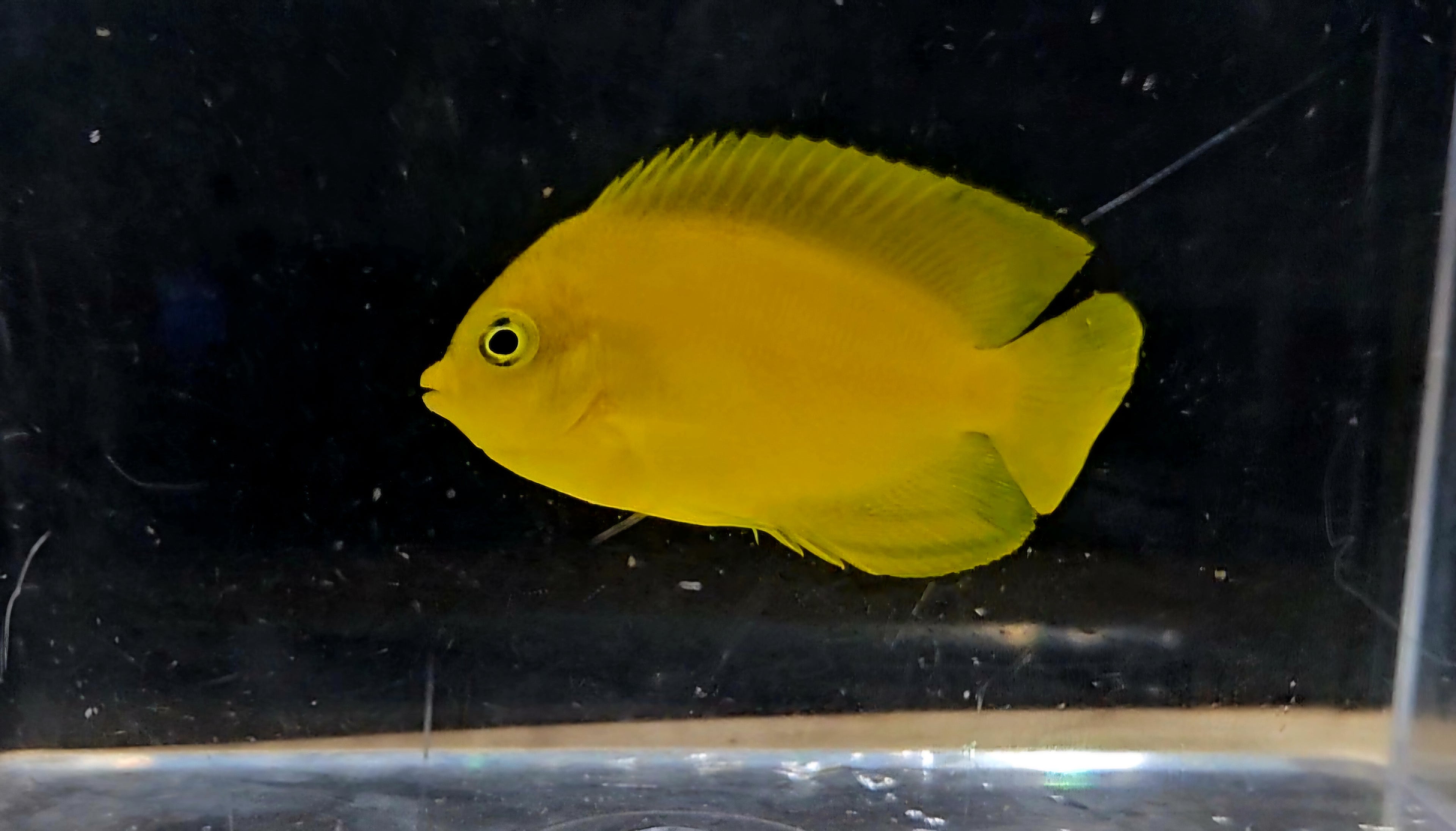 Yellow Angelfish