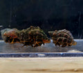 Zebra-Hermit-Crab