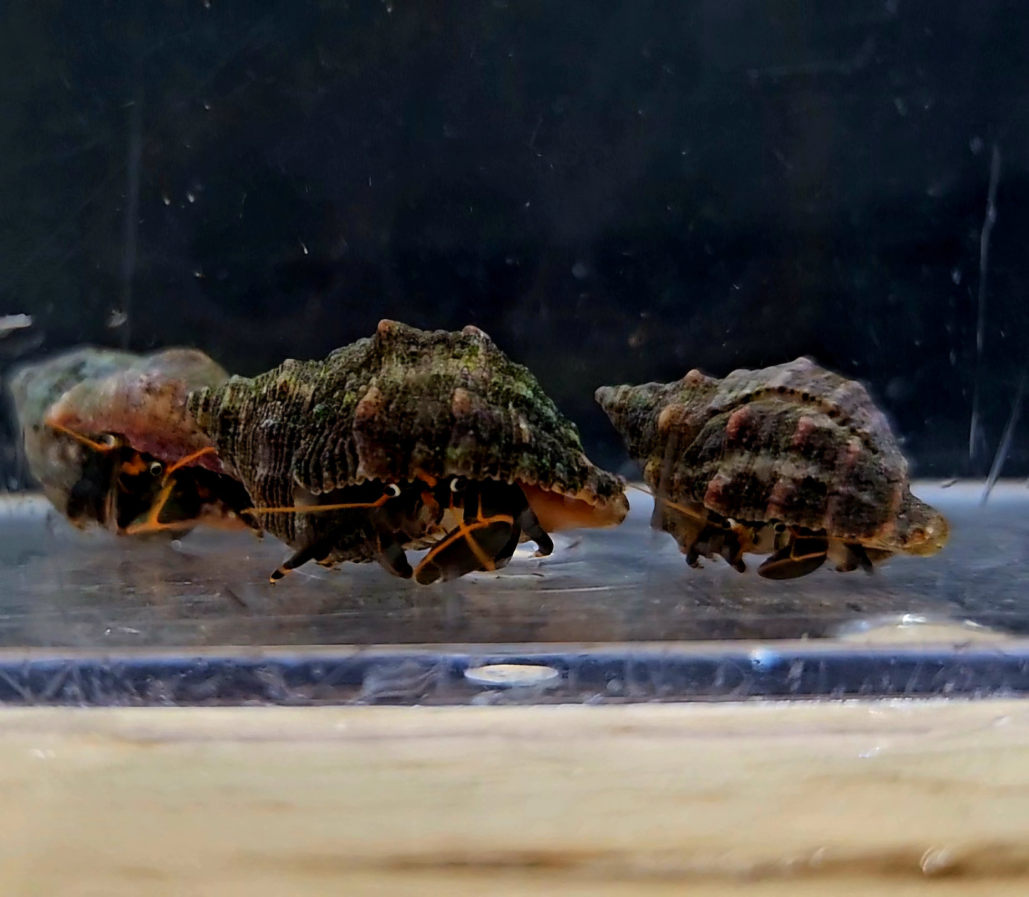 Zebra-Hermit-Crab