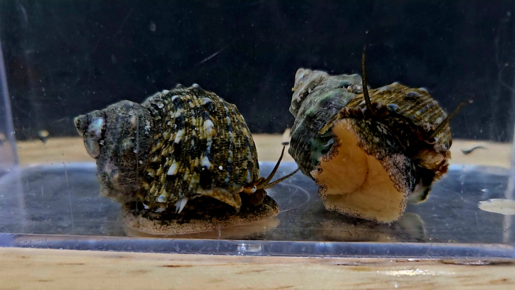Turbo-Snail