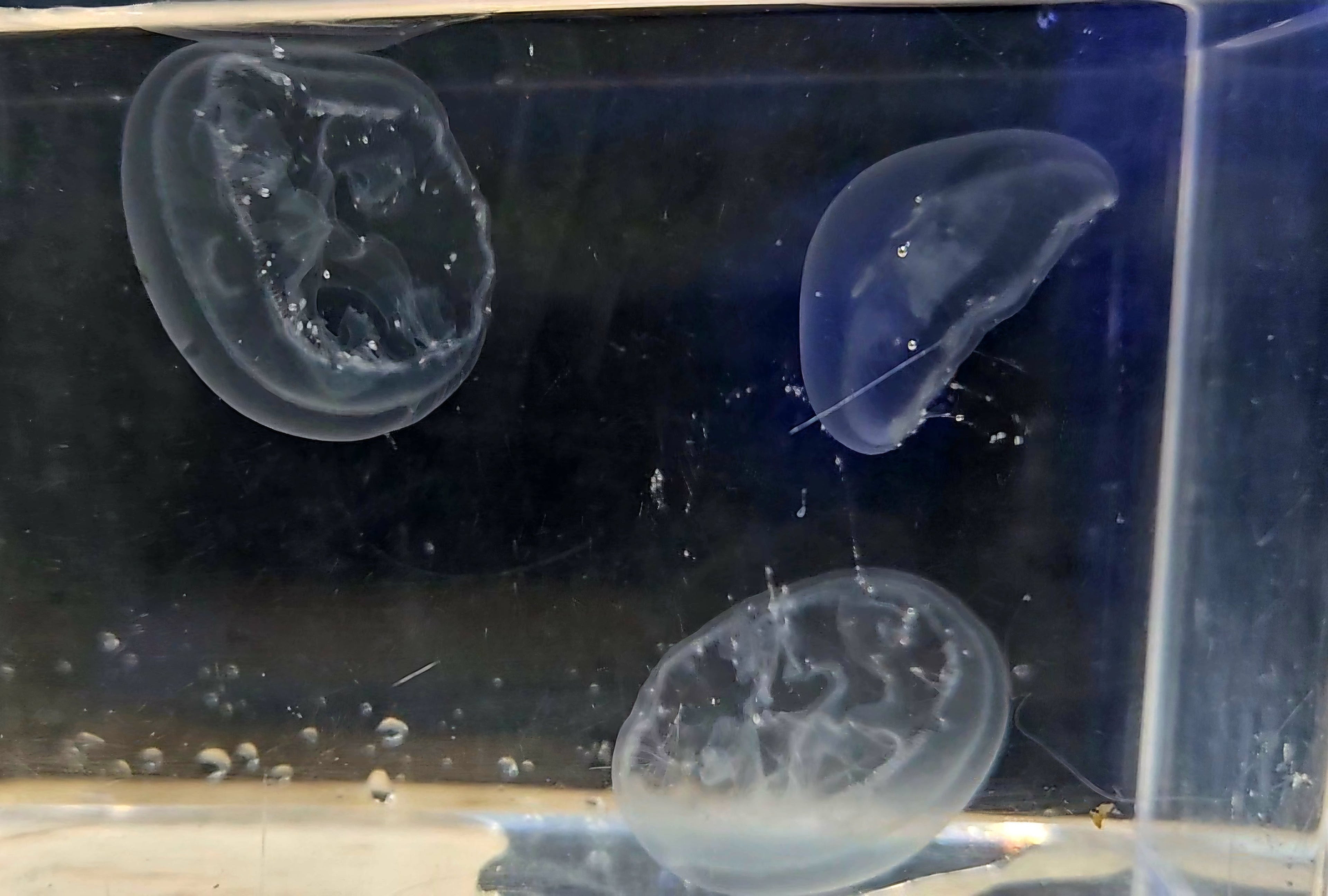 Kreisel-15-Jellyfish-Aquarium-Moon-Bundle