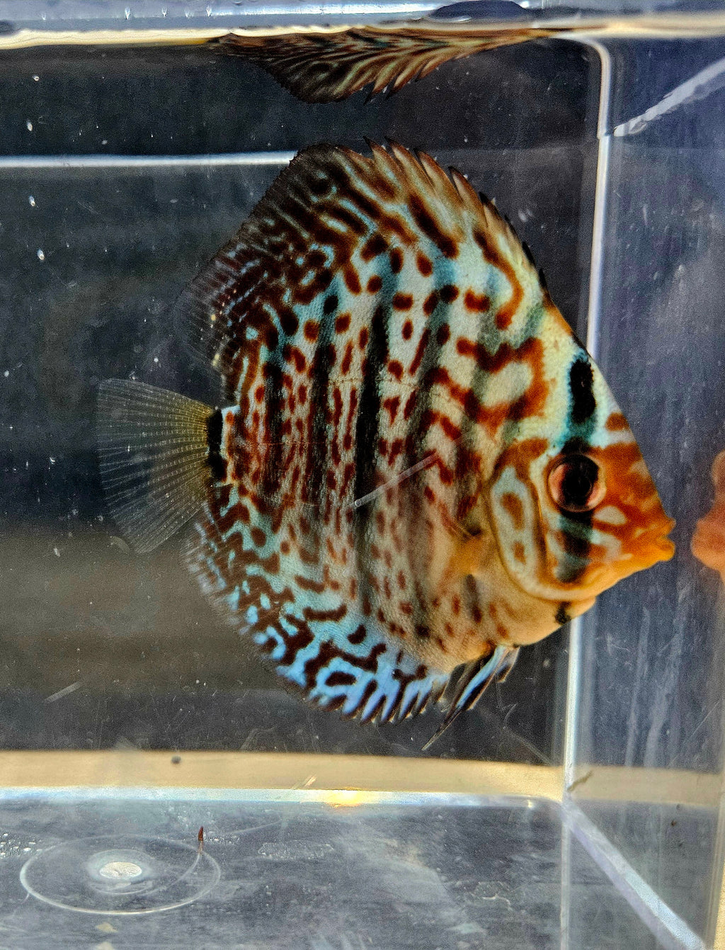 Leopard Red Discus