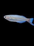 Dwarf Maccullochi Rainbowfish