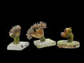 Duncan Coral Frags