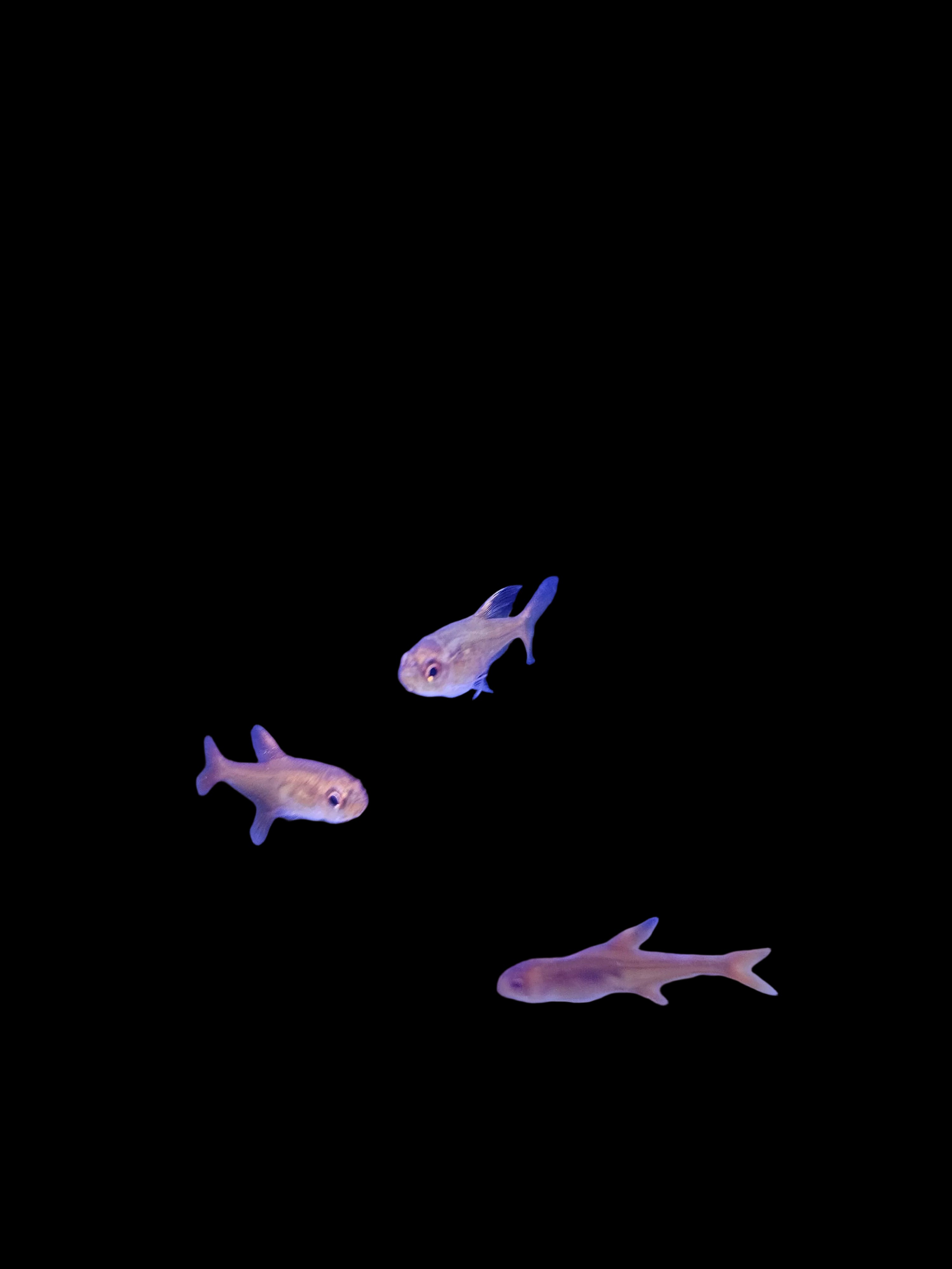 Ember-Tetra