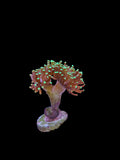 Bicolor hammer