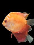 Red Wine Discus