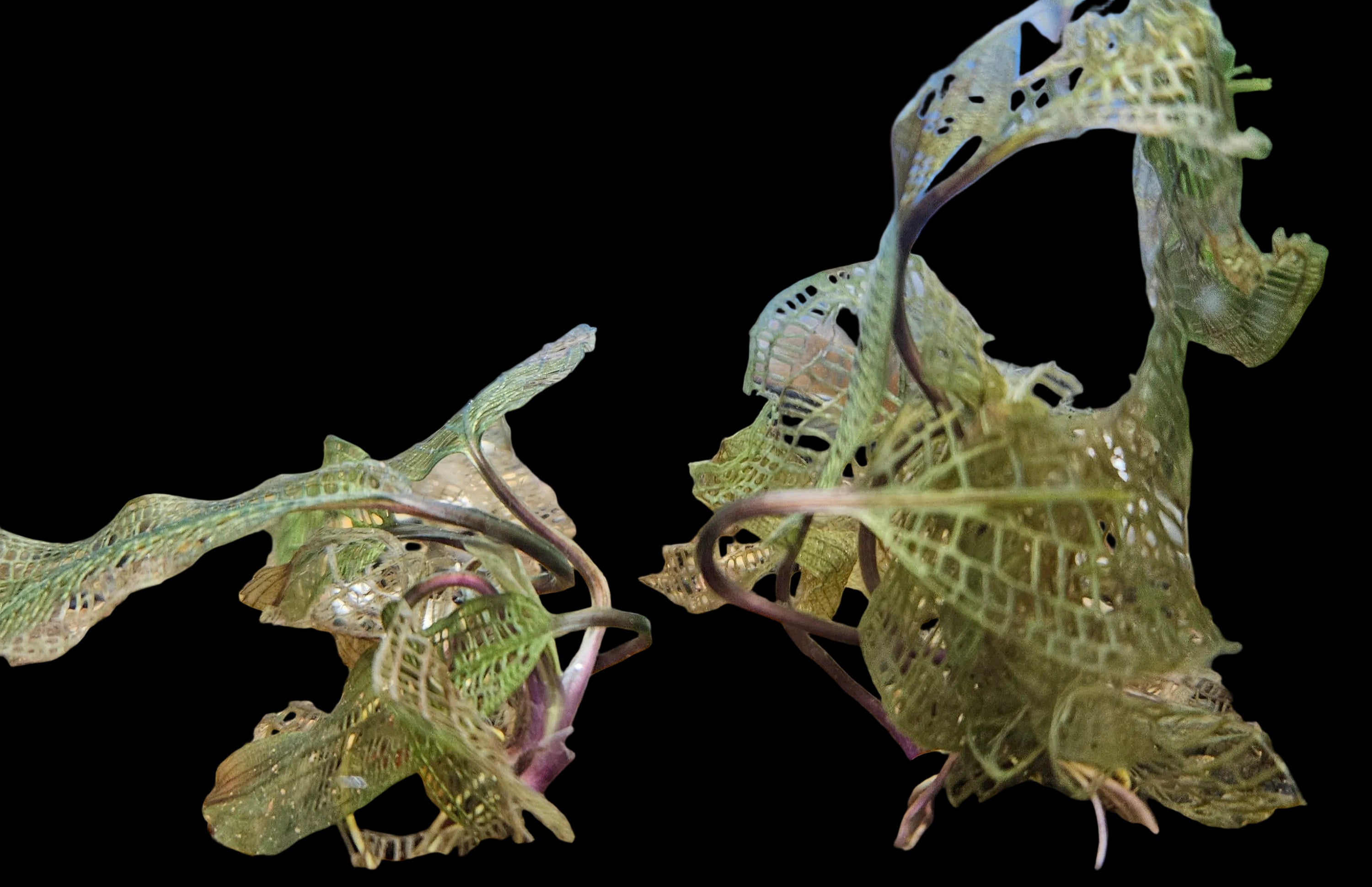 Madagascar Lace Plant