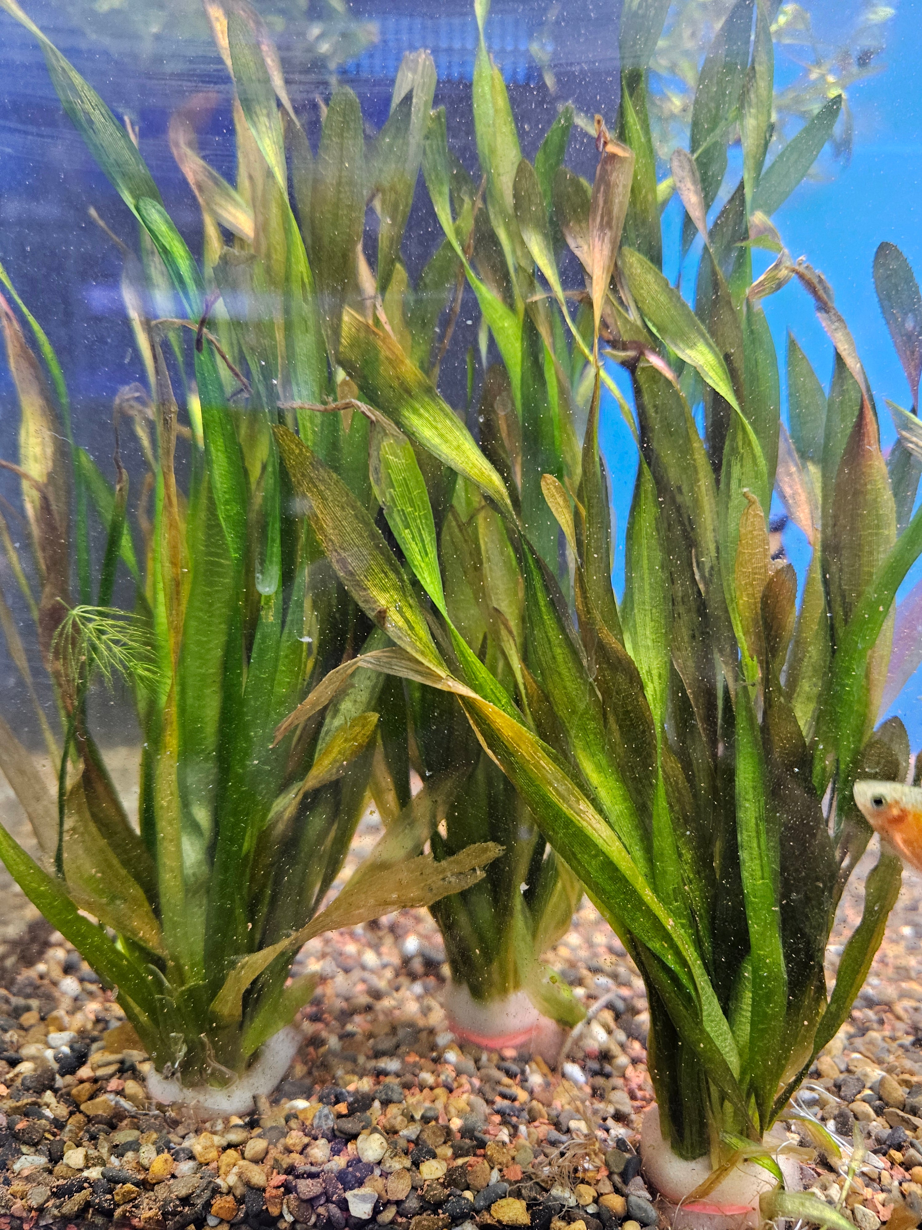 Vallisneria Asiatica (Short Tape)