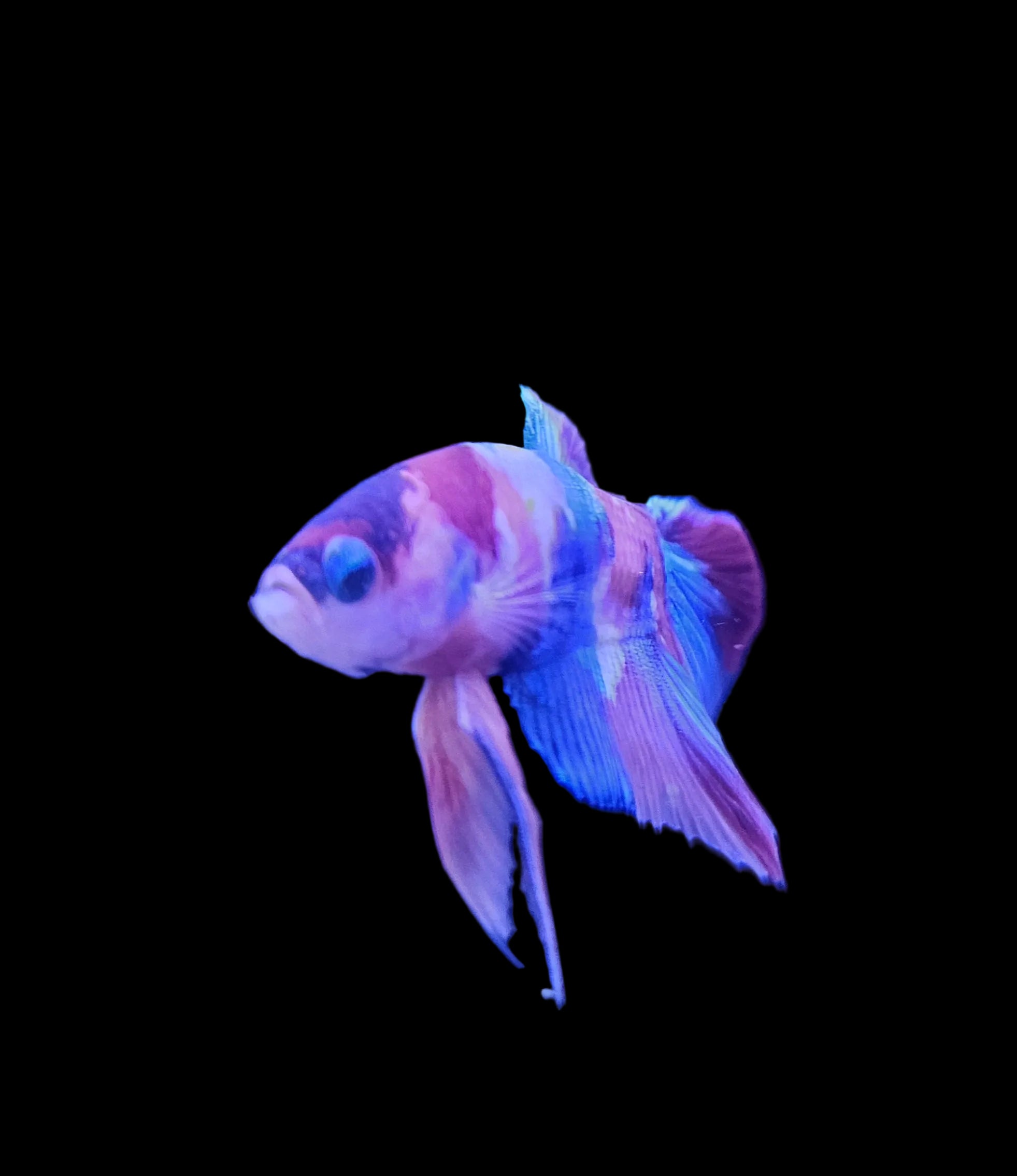 Koi Betta Male