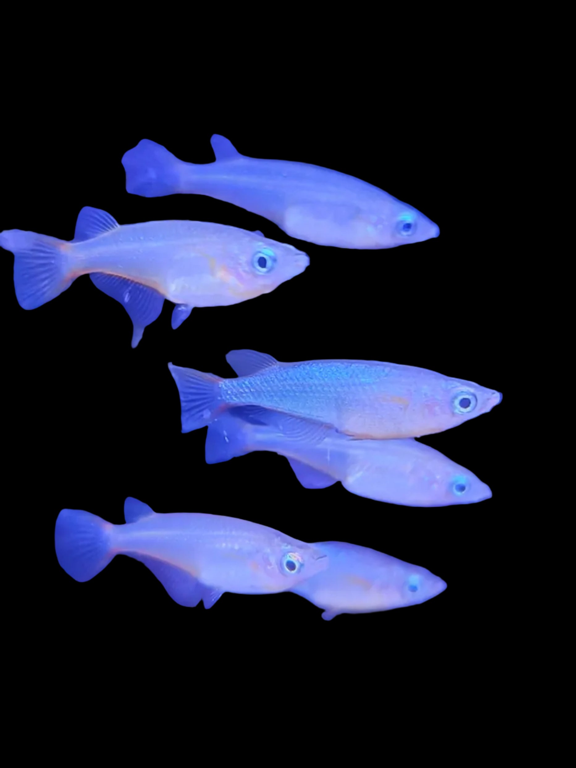 Daisy-Blue-Ricefish