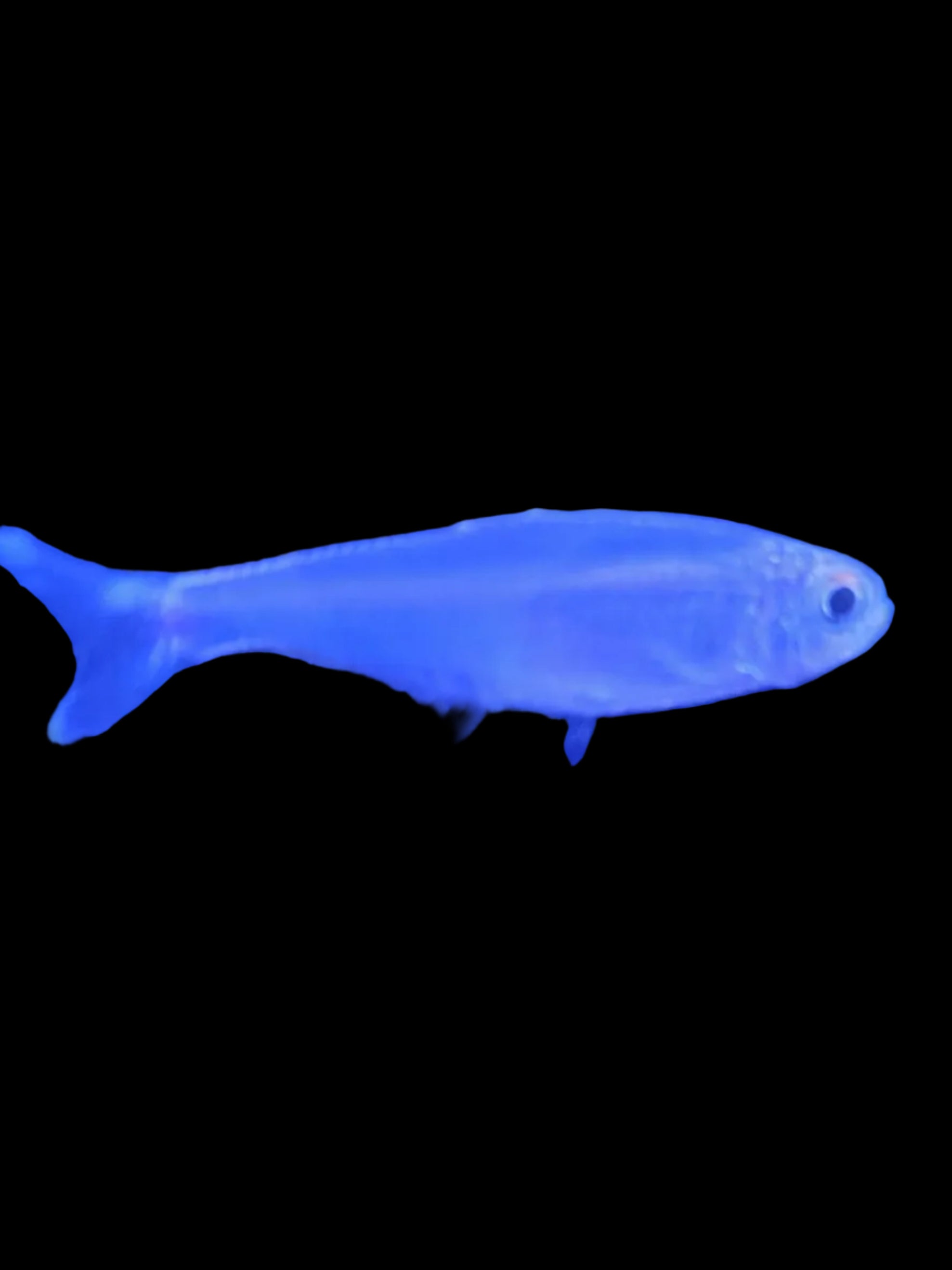 Blue-Tetra