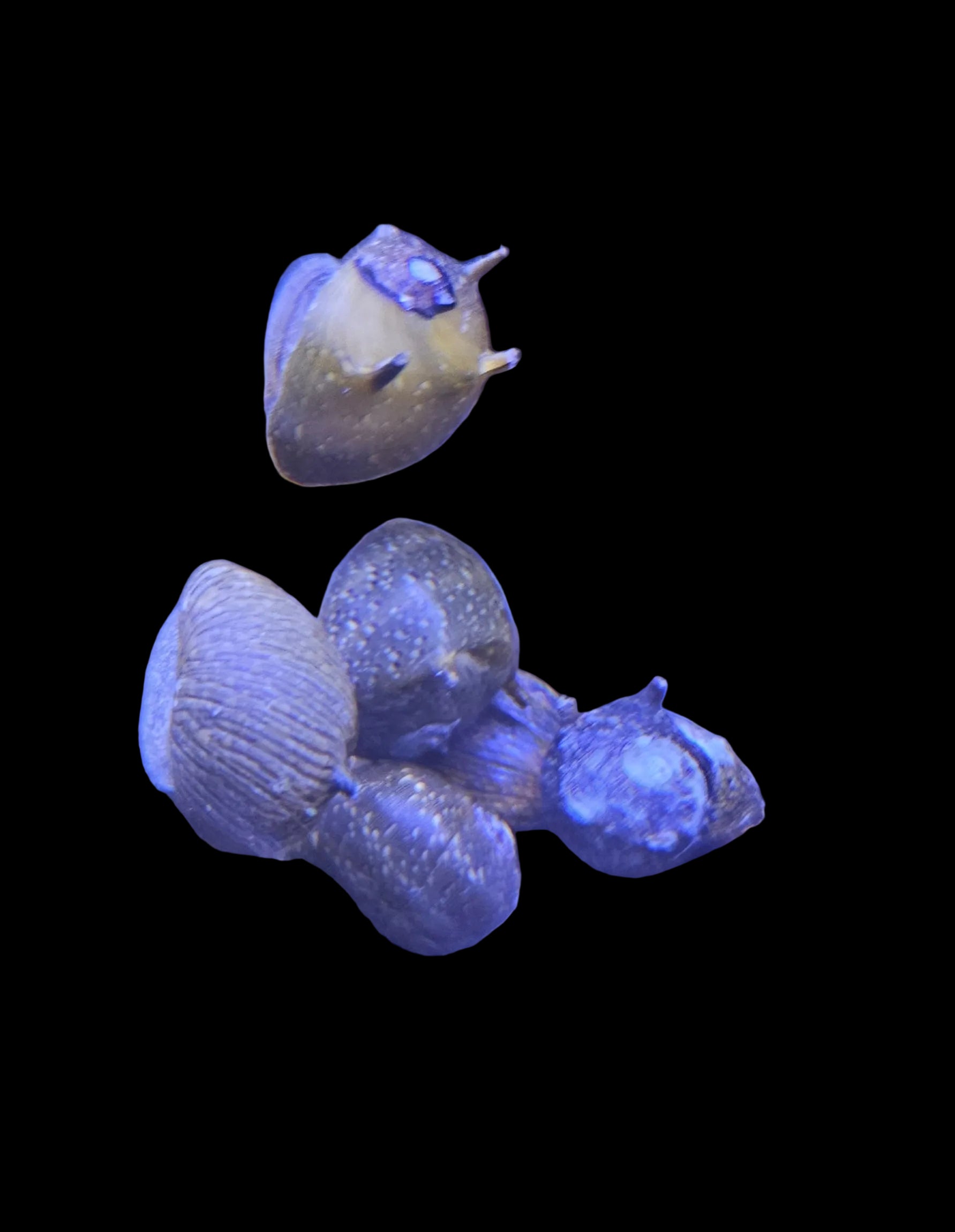 Nerite Horned Snail Assorted