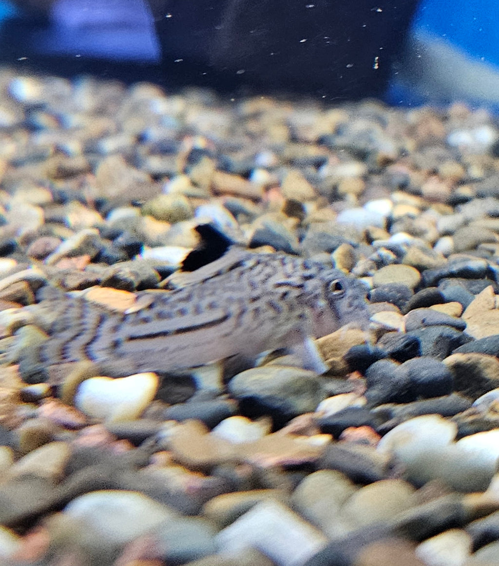 Julii Catfish