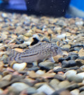 Julii Catfish