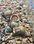 Japanese Trapdoor Snail