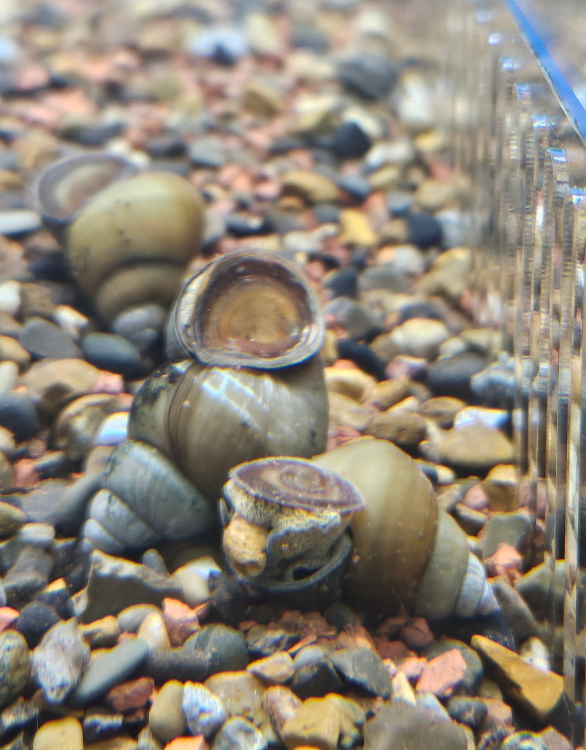 Japanese Trapdoor Snail