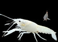 Vanilla-White-Lobster
