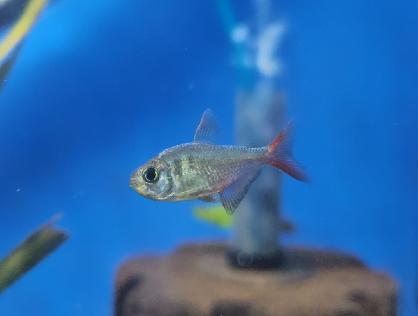 Minor Red / Blue Colombian Tetra