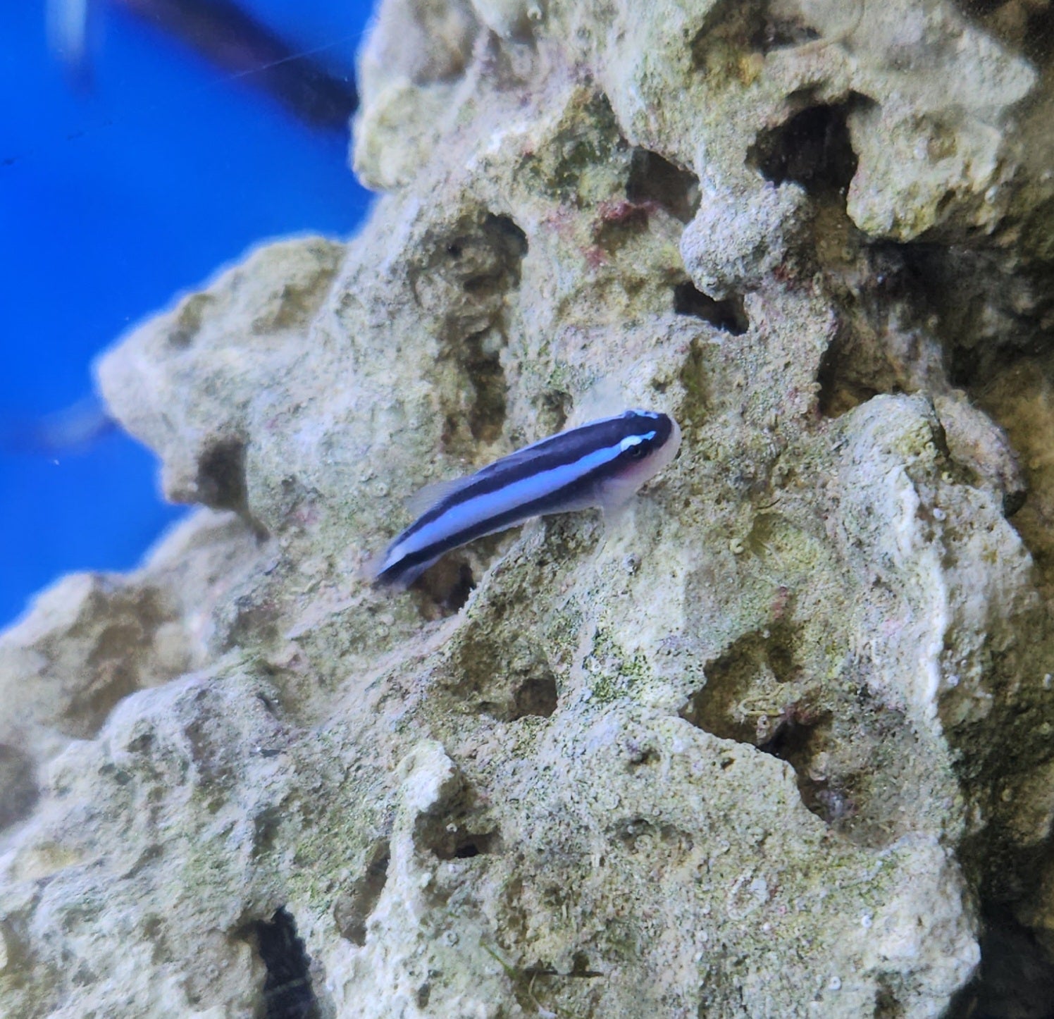 Blue Neon Goby