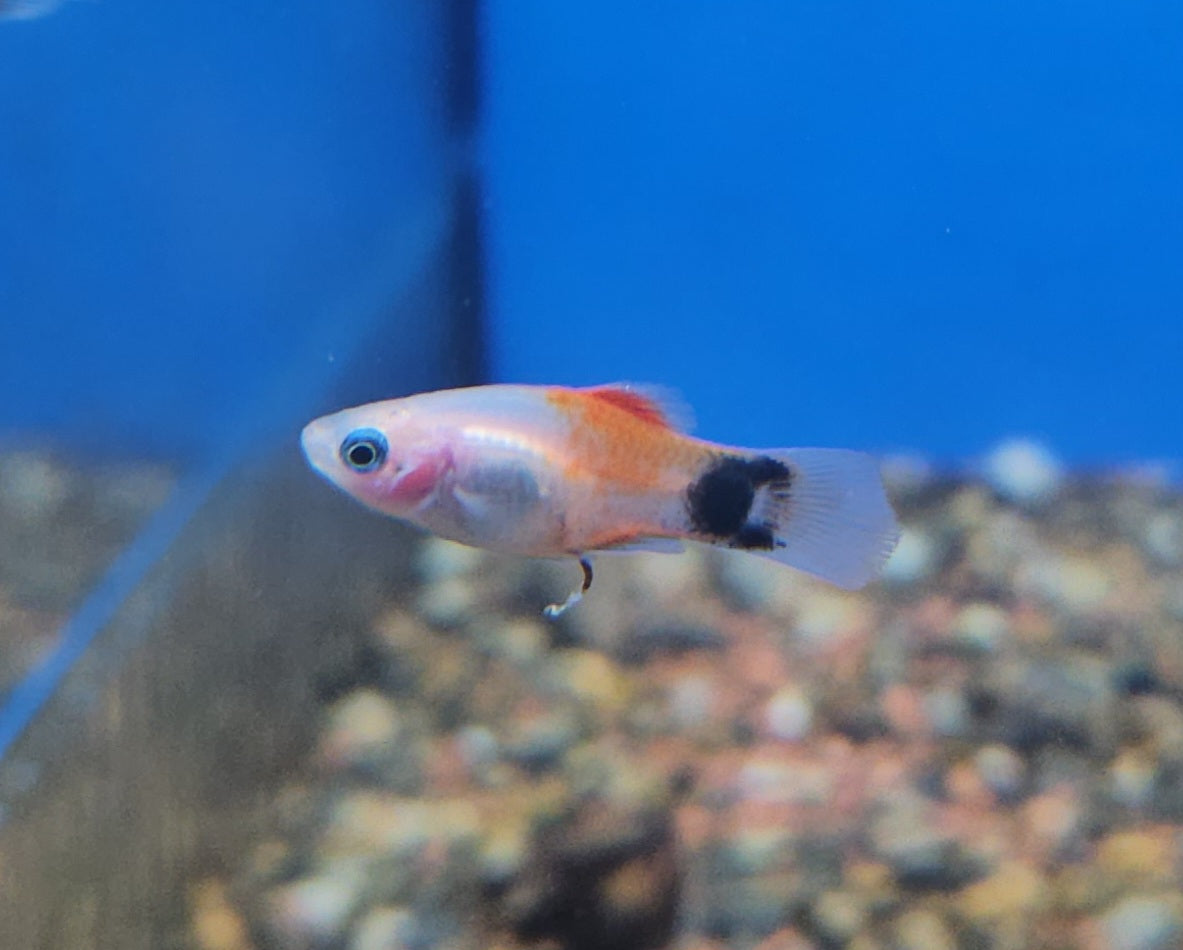 Silver Red Top MM platy
