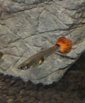 Assorted-Female-Guppy