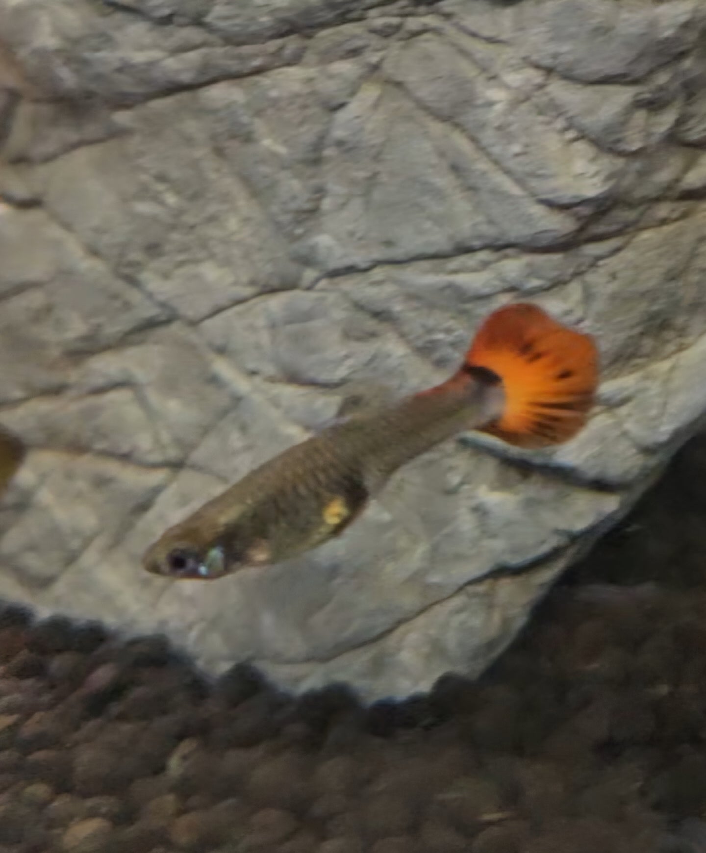 Assorted-Female-Guppy