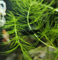 Black Rose Shrimp