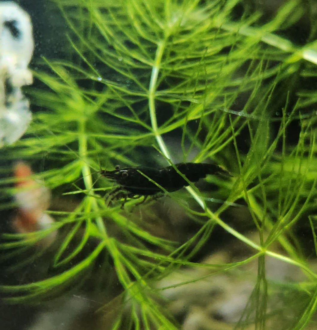Black Rose Shrimp