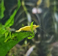 Goldflake-Shrimp