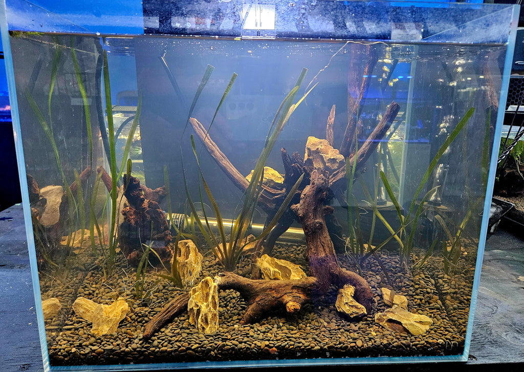 Ultum Nature Systems 12-Gallon Planted Tank Setup 🌿✨
