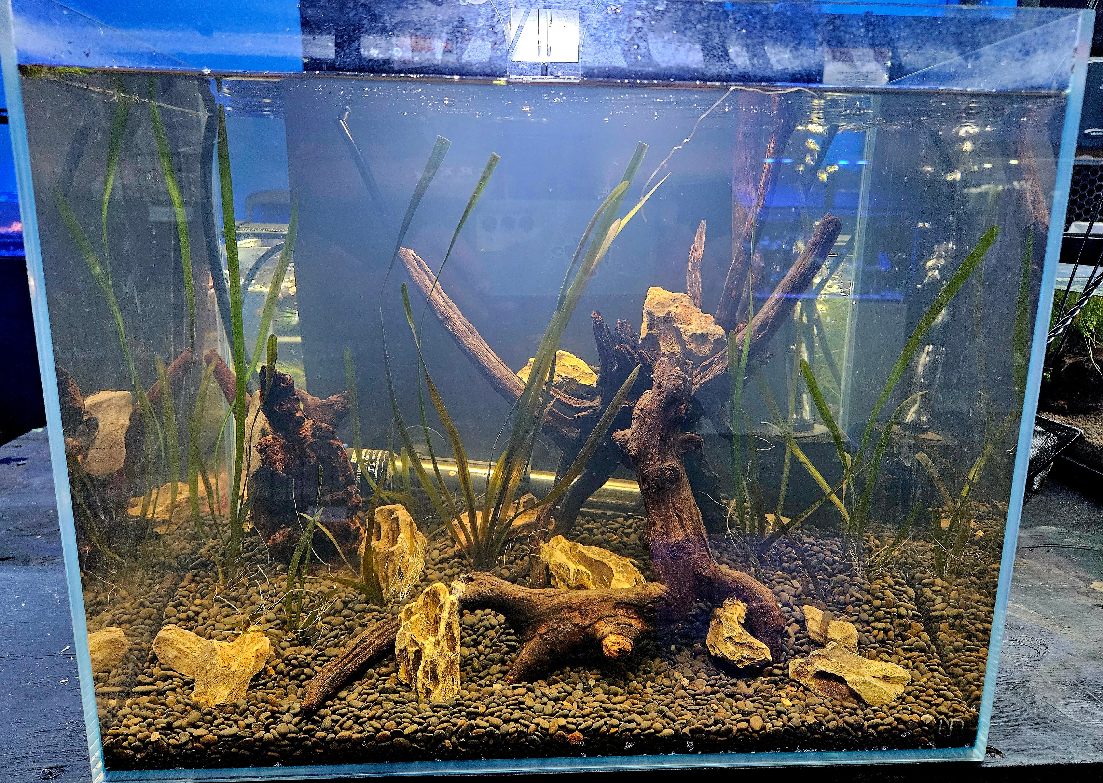 Ultum Nature Systems 12-Gallon Planted Tank Setup 🌿✨