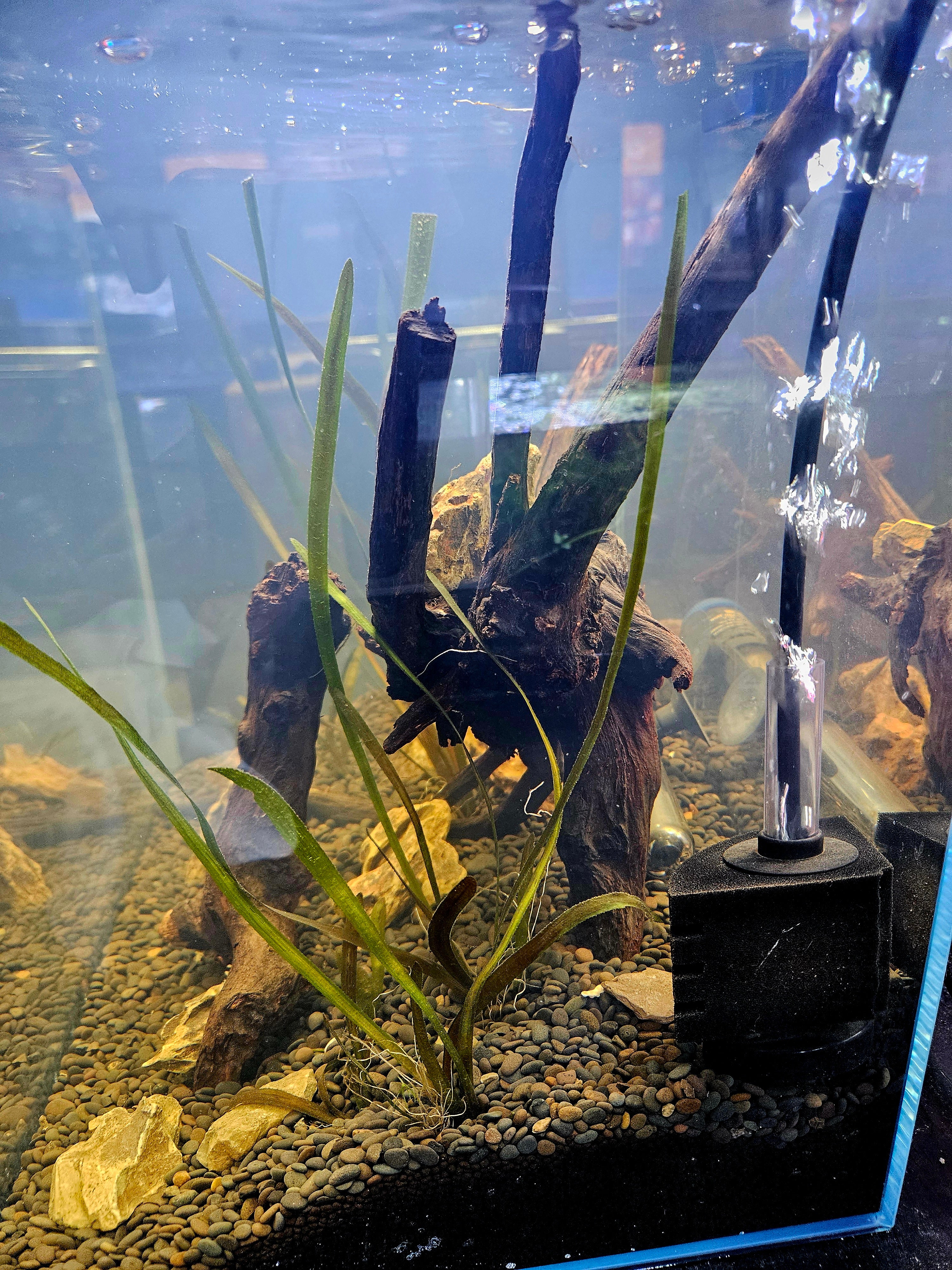 Ultum Nature Systems 12-Gallon Planted Tank Setup 🌿✨