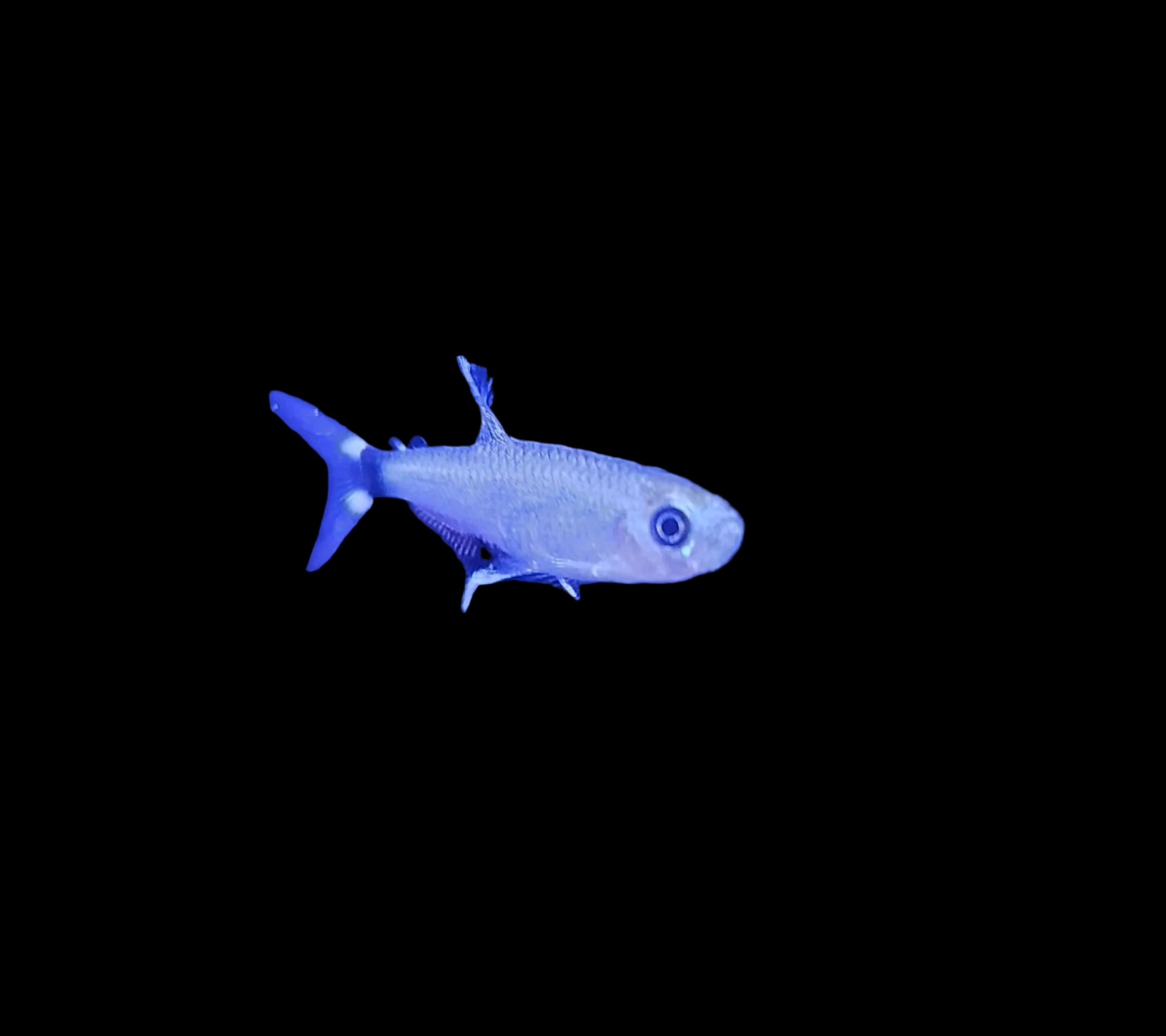 White Spot Dawn Tetra