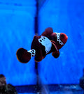 Lightning-Maroon-Clownfish