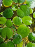 Amazon FrogBit