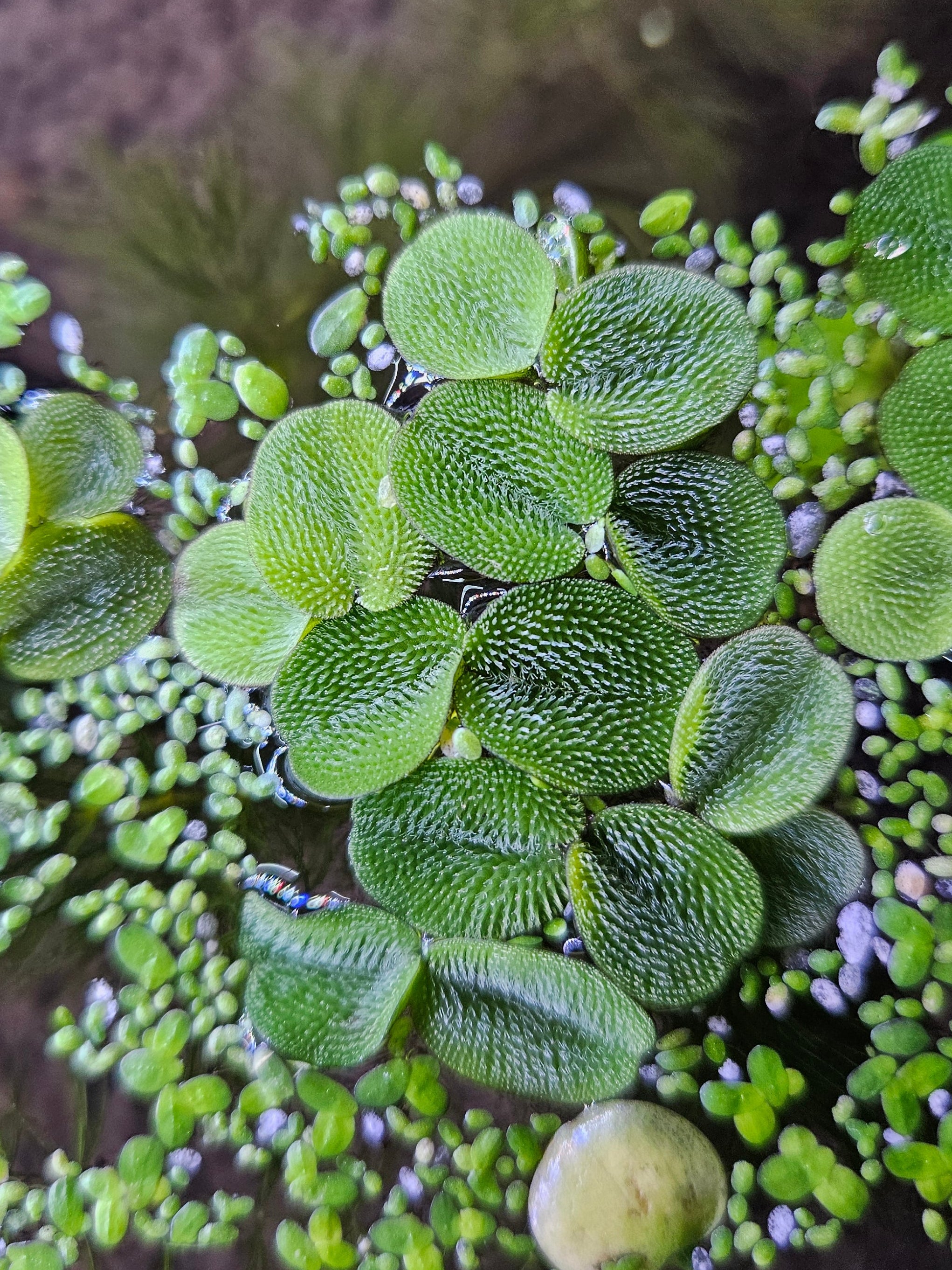 Water Spangles