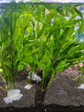 Microsorum Trident