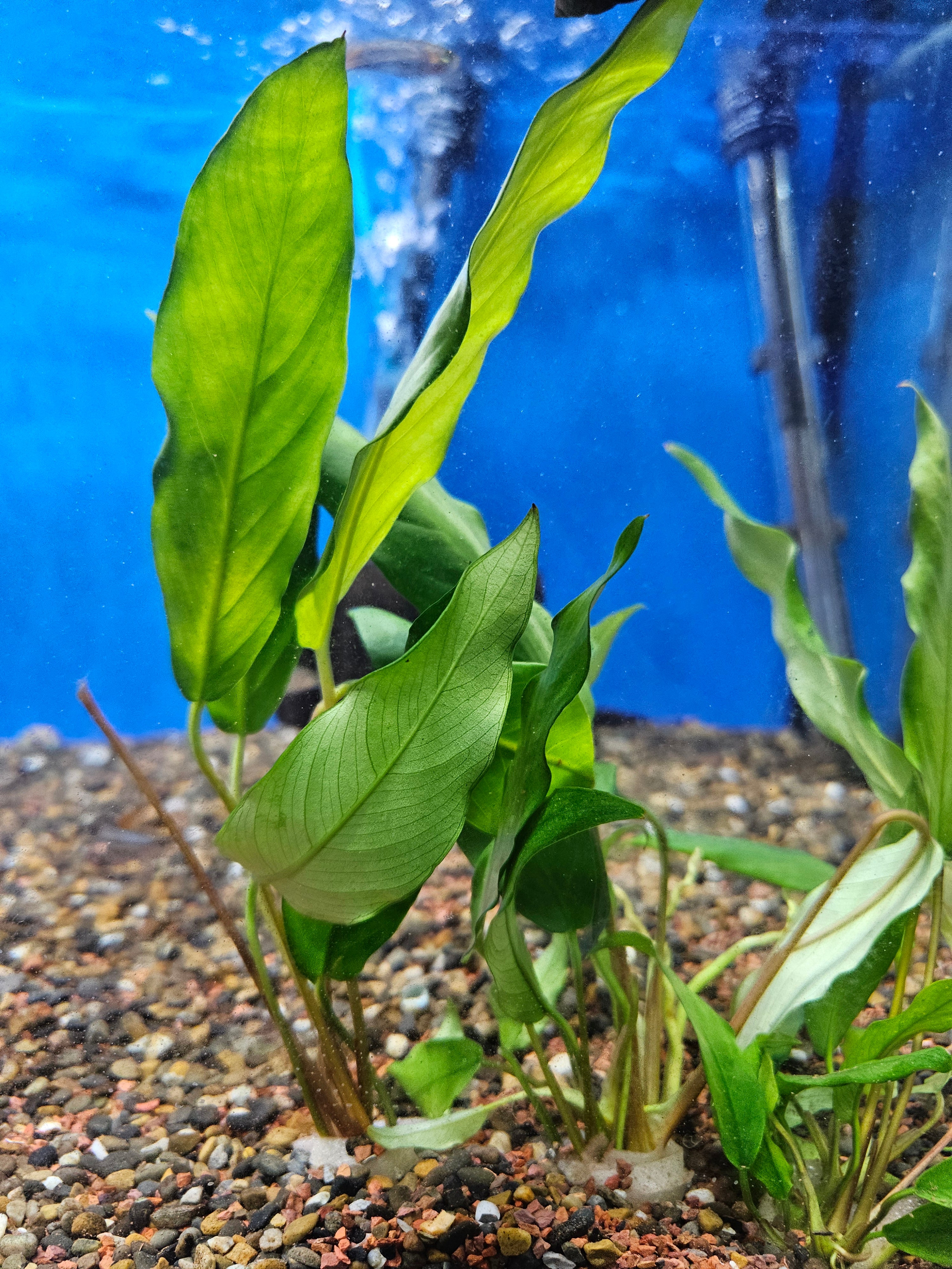 Anubias Minima