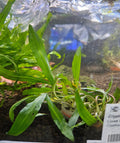 Cryptocorne Retrospiralis