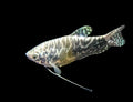 Opaline Gourami