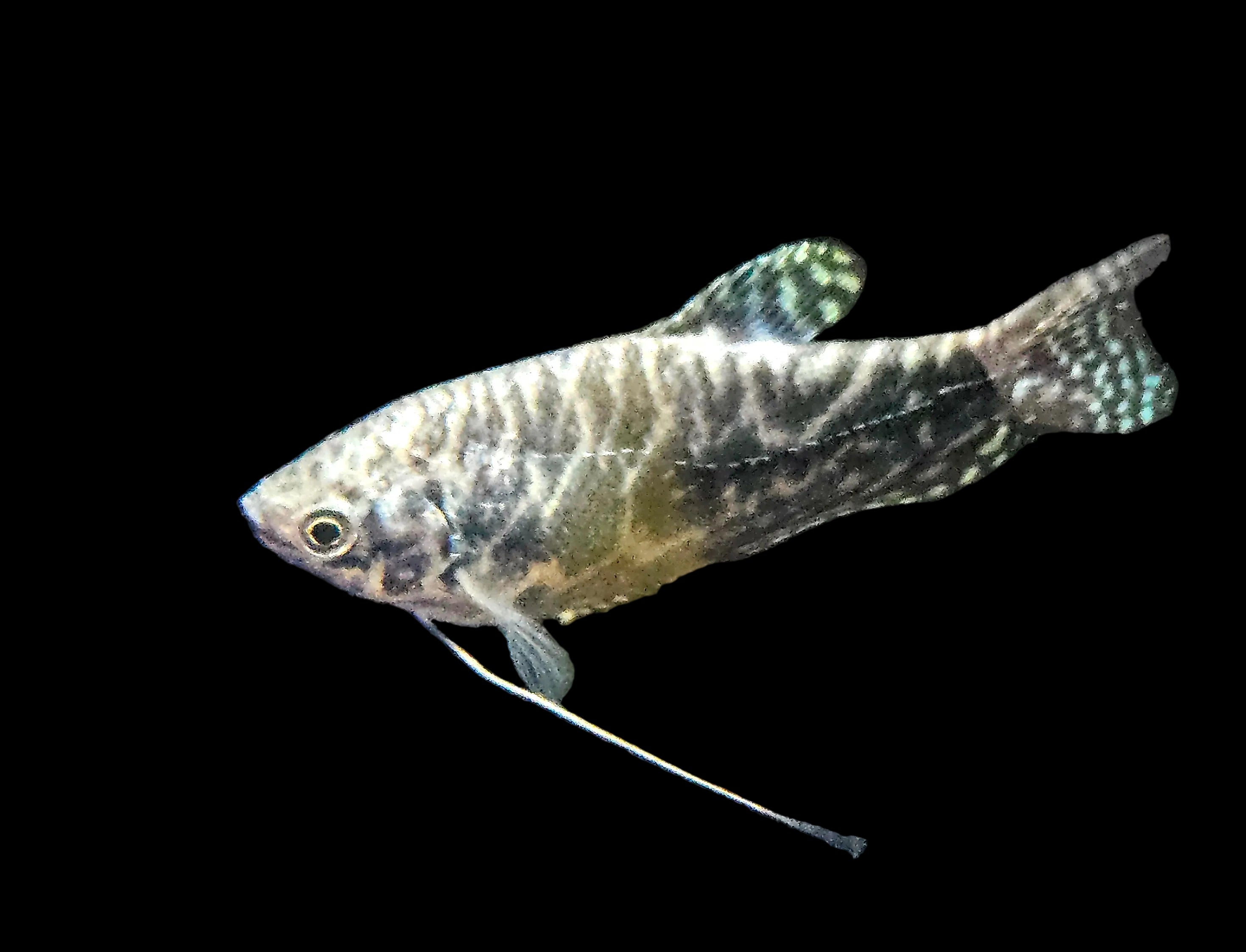 Opaline Gourami